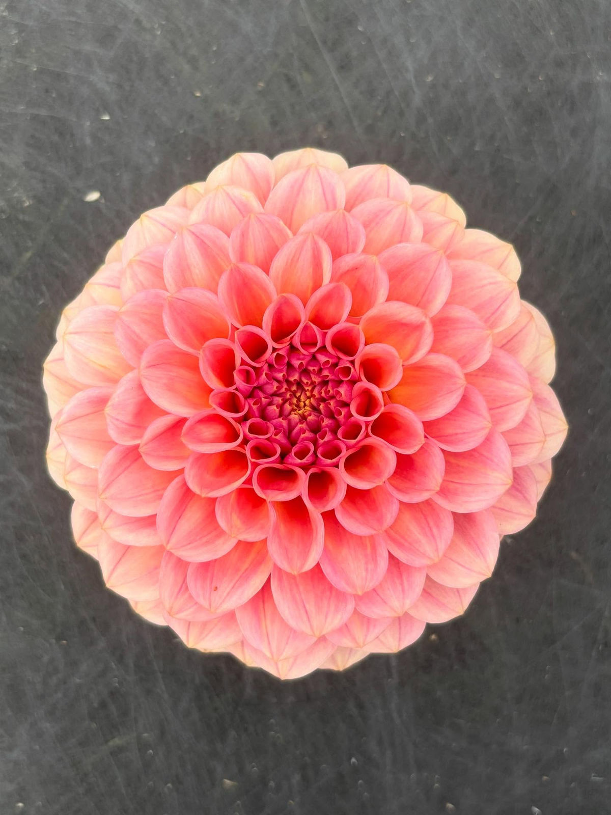 A hand-tied seasonal bouquet from Winding Waters Flower Farm